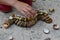 Decorative caterpillar made of bivalve seashells on concrete beach molo, small girl hand adding final shells