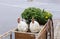 Decorative ceramic chickens and plants on a wooden cart