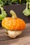 Decorative chalmoid pumpkin Bischofsmutzen, two-tone beautiful pumpkin orange white