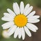 Decorative chamomile