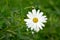 Decorative chamomile flower in the garden on a sunny day