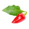 Decorative chili red pepper Capsicum Gemeng with green leaf is i