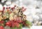 Decorative Christmas text on defocussed image