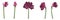 Decorative clivia amaryllis liles pink violet branch flowers set, design elements.