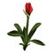 Decorative clivia amaryllis red bud of lilies flowers, design elements.