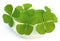 Decorative clover leaves