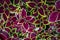 Decorative Coleus Flower Leaves Background