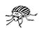 decorative colorado potato beetle, agricultural pest insect, chrysomelidae