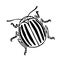 Decorative colorado potato beetle, agricultural pest insect, chrysomelidae