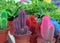 Decorative colored cacti on the shelf of a flower shop