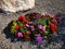 Decorative colorful flowers in gravel