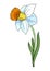 Decorative colorful Narcissus