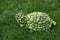 Decorative composition in the form of a turtle from a variety of seeds on green grass in the autumn garden