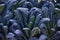 Decorative composition of fresh decorative brassica oleracea, variety Black Magic, autumn bouquet. Multicolored decorative cabbage