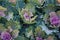 Decorative composition of fresh decorative brassica oleracea, variety Candy Floss, autumn bouquet. Multicolored decorative cabbage