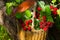Decorative composition in the garden. wicker basket with raspberries and mushrooms stands on a tree stump