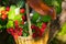 Decorative composition in the garden. wicker basket with raspberries and mushrooms stands on a tree stump