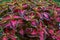 Decorative composition of multicolored coleus flowers. Ornamental deciduous plant. Decorative floral arrangement of flowers in