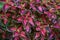 Decorative composition of multicolored coleus flowers. Ornamental deciduous plant. Decorative floral arrangement of flowers in