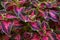 Decorative composition of multicolored coleus flowers. Ornamental deciduous plant. Decorative floral arrangement of flowers in