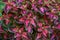 Decorative composition of multicolored coleus flowers. Ornamental deciduous plant. Decorative floral arrangement of flowers in