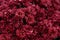 Decorative composition of red chrysanthemum, autumn bouquet. Scarlet chrysanthemum in botanical garden