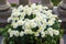 Decorative composition of white chrysanthemum, autumn bouquet. Snow-white chrysanthemum in leaf fall botanical garden