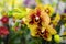 Decorative composition of yellow spotted phalaenopsis orchids.