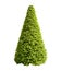 Decorative cone shaped bush isolated on white