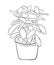 Decorative Crassula plant in a pot