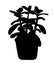 Decorative Crassula plant in a pot silhouette