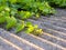 Decorative creeping grape clings to a slate