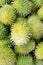 Decorative cucumbers  Ecballium elaterium closeup