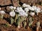 Decorative cultivar of The Bloodroot Sanguinaria canadensis `Multiplex` with large, white flowers in sunlight in spring