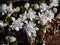 Decorative cultivar of The Bloodroot Sanguinaria canadensis `Multiplex` with large, white flowers in sunlight in spring