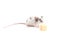 Decorative cute mouse sniffing cheese on a light background