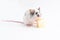 Decorative cute mouse sniffs cheese on a light background