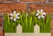 Decorative cutout of spring daisies with green leaves