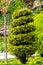 A decorative cypress complements the picturesque landscape of the city park