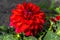 Decorative Dahlia \\\'Heatwave\\\'