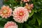 Decorative dahlia 'Hillcrest Firecrest' in flower