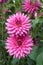 Decorative Dahlias pale magenta color close-up