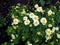 Decorative Daisy blooming in the garden