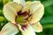 Decorative daylily. Cultivated flower.