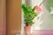 Decorative deciduous plant home flower Zamioculcas on the windowsill illuminated by phytolamp