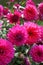 Decorative deep pink Dahlia blossoms Close-up