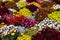 Decorative design of flower bed koleus, marigold, begonia. Seasonal decoration of city streets