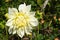 Decorative dinnerplate dahlia of the `White Perfection` variety, close-up
