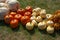 Decorative display with pumpkins of different varieties from the fresh harvest on garden grass ground