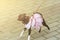 Decorative dog dwarf pinscher on leash in  collar runs on  sidewalk. Dressed in pink dress.